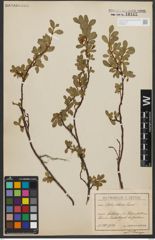 Foto von Salix retusa L.